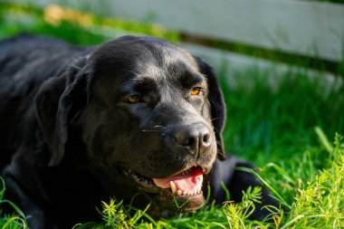 Labrador Retriever 'ın genç siyah portresi. Güzel bir köpek çimlerin üzerinde uzanıyor..