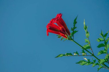 Çiçek parlak güneşli bir günde kırmızıdır. Mavi gökyüzünün arka planında tekoma çiçeği.