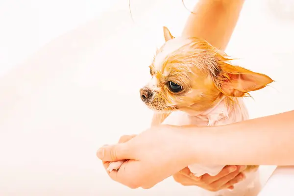 Human hands and wet dog bathing in the bathroom. A pet, an animal. Chihuahua white with red.