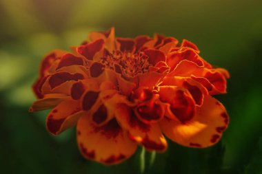 Marigold turuncu ve taç yapraklarında güneş parıltısı var. Çiçek yakın plan..