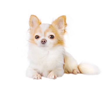 Küçük bir köpeğin, evcil hayvanın portresi. Kırmızı renkli Chihuahua beyazı beyaz üzerine izole edilmiş..