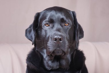Bej arka planda Labrador Retriever. Siyah yetişkin bir köpeğin portresi. Bir hayvan, bir hayvan..