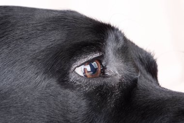 Labrador av köpeğinin gözü. Siyah köpeğin gözü..