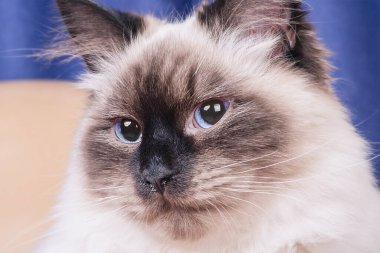 Kedi yavrusu kahverengi renkli bej renktedir. Neva Maskeli Balo soyundan bir kedi..
