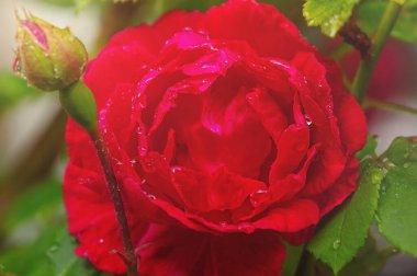 Yağmurdan sonra su damlayan kırmızı gül çiçeği