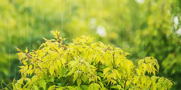 stock image A bush of green tecoma plant under the rain as a background.