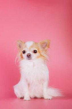 Beyaz ve kırmızı safkan Chihuahua köpeği. Pembe arka plan stüdyo fotoğrafında Chihuahua..