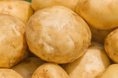 Genç patatesler günışığında arka plan olarak kullanılıyor. Patates hasadı