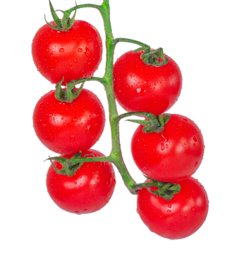 damla dalı ile domates.