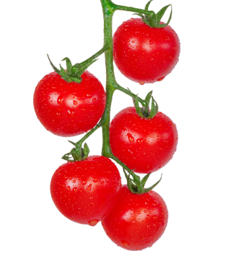 damla dalı ile domates.