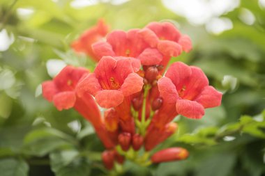 Yeşil renkli tekoma çiçeği güneş ışığında doğal bokeh