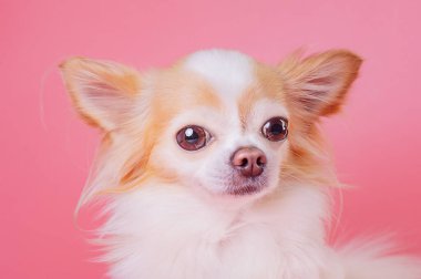 Pembe arka planda beyaz ve kırmızı bir chihuahua köpeği.