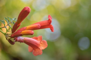 Tecoma flower on green natural bokeh in sunlight clipart