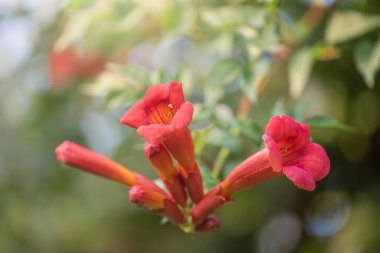 Yeşil renkli tekoma çiçeği güneş ışığında doğal bokeh