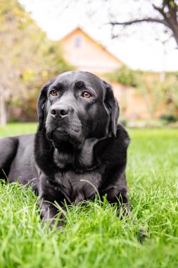 Köpek çimlerin üzerinde yatıyor. Siyah Labrador Retriever evinin önünde.