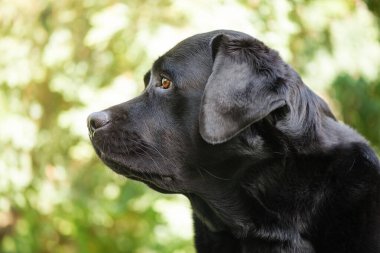 güzel Siyah labrador retriever kaltak doğa portresi.