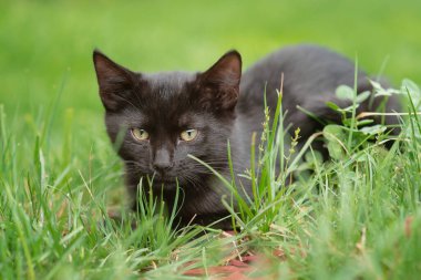 Kara kedi. Kedi yavrusu yeşil çimlerde uzanıyor.