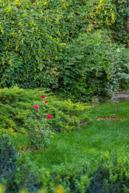 Kırmızı gül ince odak noktası ve diğer bahçe doğası.