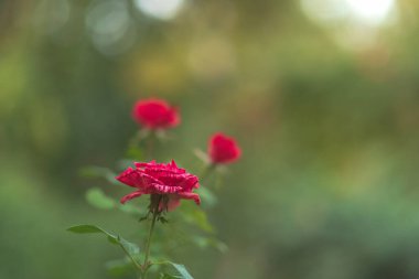 Kırmızı gül. Gül çiçeği çalısı ve bulanık yeşil doğal bokeh.