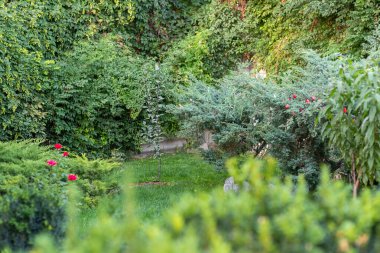 Genç bir elma ağacı odak noktasında ve diğer bitkiler odak dışı. Bahçe