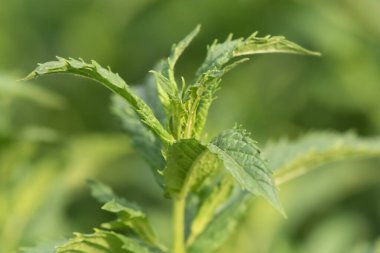 Yeşil bitki. Nane ince odak noktası.