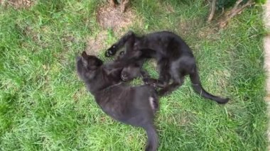 İki siyah kedi yavrusu çimenlerde oynuyorlar.