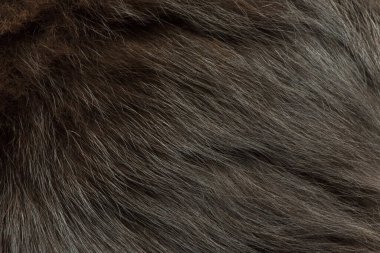 Arka plan olarak kedi tüyü. Siyah, uzun tüylü bir kedi ya da kediye yakın çekim