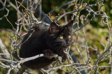Sonbaharda siyah bir kedi yavrusu bir ağaç dalında oturur. Bahçedeki kedi
