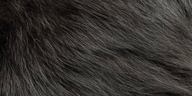 Arka plan web boyutunda tüylü kedi yavrusu. Kedi kürkü makro fotoğraf