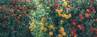 Arkaplan pankartı boyutunda turuncu ve sarı kasımpatı çiçekleri. Kasımpatı çalıları.