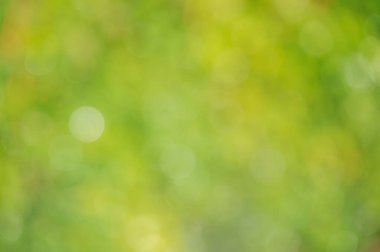 Bulanık yeşil doğa arkaplanı