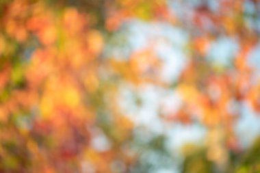 Sonbahar defocus ışığı arka planı. Ağaçların bulanık yaprakları sarı, kırmızı ve yeşildir..