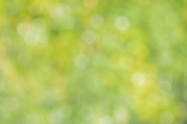 Doğal defocus ışığı arka planı. Ağaçlardaki bulanık yapraklar