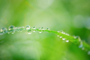 Yeşil çimen ve su damlaları ince odak noktası ve yeşil bokeh