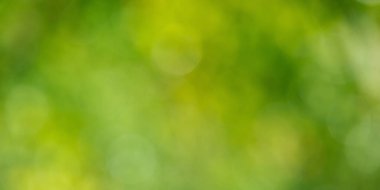 Bulanık yeşil doğa arkaplanı