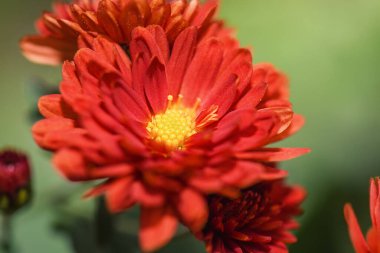 Terracotta kasımpatı çiçekleri yeşil, doğal bulanık bir arka planda.