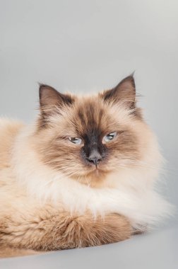 Gri arka planda Neva Masquerade kedisi. Yetişkin bir kedinin portresi