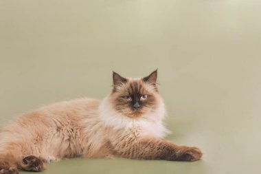 Yeşil arka planda Neva Maskeli Kedi