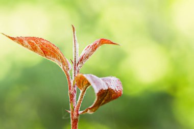 Bulanık arkaplanda kırmızı yapraklı ağaç dalı