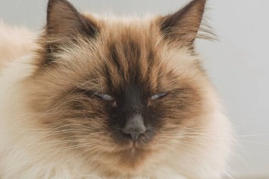 Sibirya kedisi gri arka planda gözlerini kısıyor. Evcil kedi..