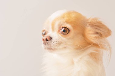 Işık arkaplanda bir Chihuahua. Evcil hayvan, köpek