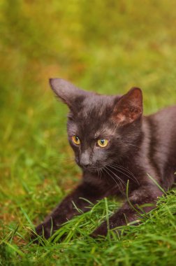 Siyah bir kedi yavrusu yeşil çimlerin üzerinde uzanıyor. Evcil kedi..
