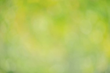 Doğal arka plan defocus açık yeşil. Bulanık yeşillik.