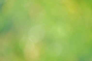 Arka plandaki ışık giderici doğal. Bulanık yapraklar, bokeh.