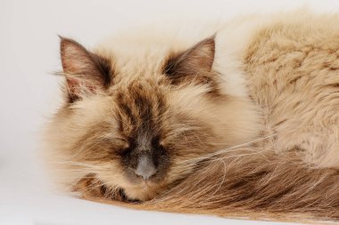 Açık gri arka planda uyuyan sevimli bir kedi. Evcil hayvan, kedi..