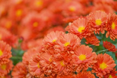 Arkaplan olarak turuncu kasımpatı çiçekleri.