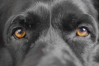 Siyah bir köpeğin kahverengi gözlerinin Macro fotoğrafı.