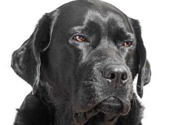 Siyah labrador retriever köpek üzerine beyaz izole