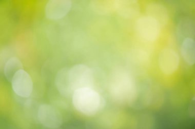 Odaklanamayan doğal yeşillik. Sarı ve beyaz ile odaksız açık yeşil