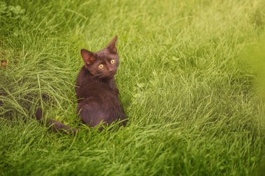 Yeşil çimlerin üzerinde oturan kedi yavrusu. Evcil kedi.